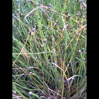 Equisetum Variegatum (fam Equisetacees) (Europe, Asie, Am. du nord) (2)